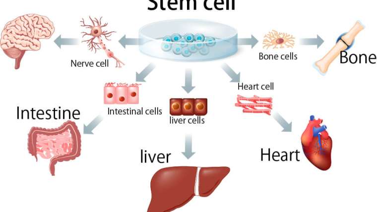 Stem Cell – Exosomes